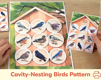 Cavity-Nesting Birds Pattern Recognition Activity. Printable Matching North American Birds Learning Game for Preschoolers and Toddlers.