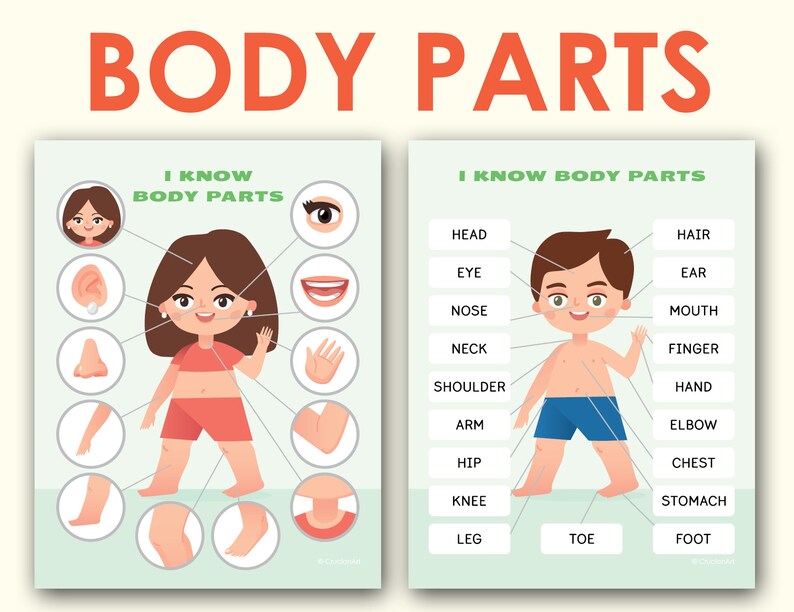Body Parts Printable Pack for Toddler Preschool CA114 Etsy