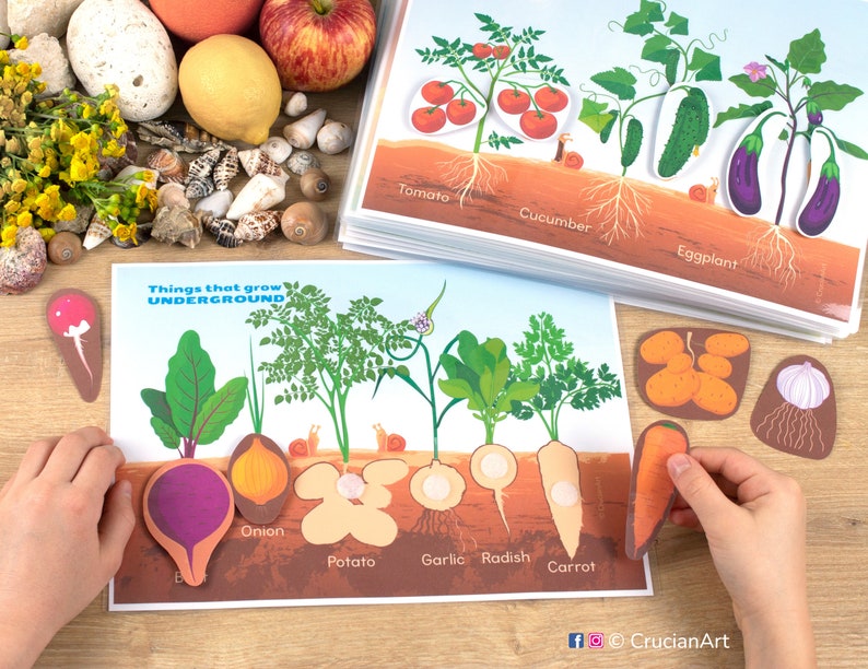 May include: A colorful educational poster with the text "Things that grow UNDERGROUND" and illustrations of various vegetables, including carrots, onions, potatoes, and radishes. The poster is designed for children to learn about different types of vegetables and how they grow.