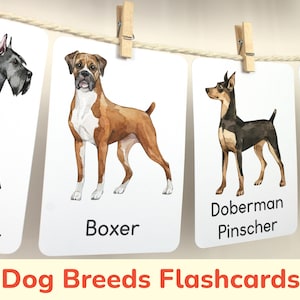 May include: A set of printable dog breed flashcards featuring watercolor illustrations of a Schnauzer, Boxer, Doberman Pinscher, and Shetland Sheepdog. The flashcards are labeled with the breed names.