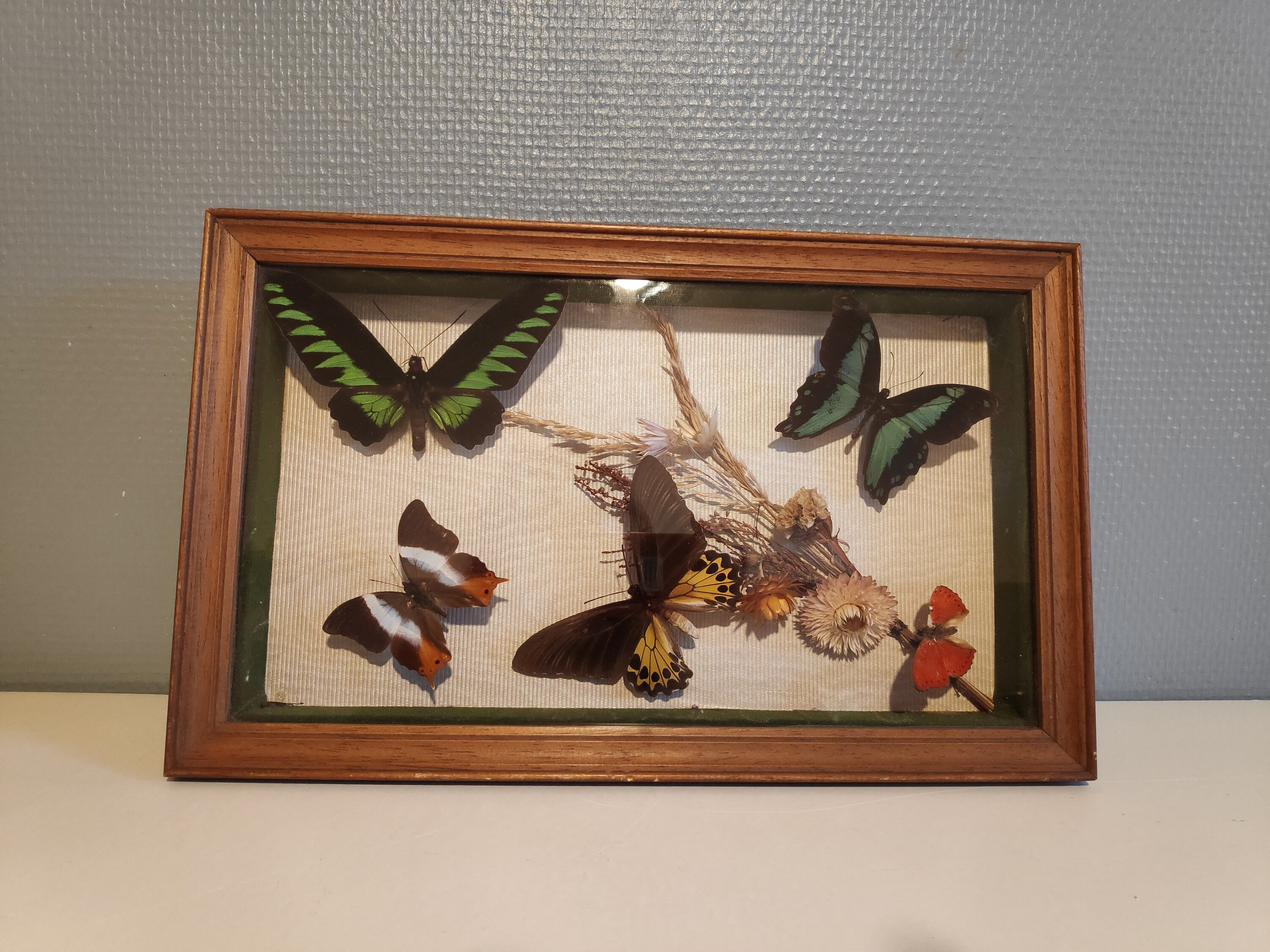 Cadre Rectangulaire 5 Papillons Naturalisés