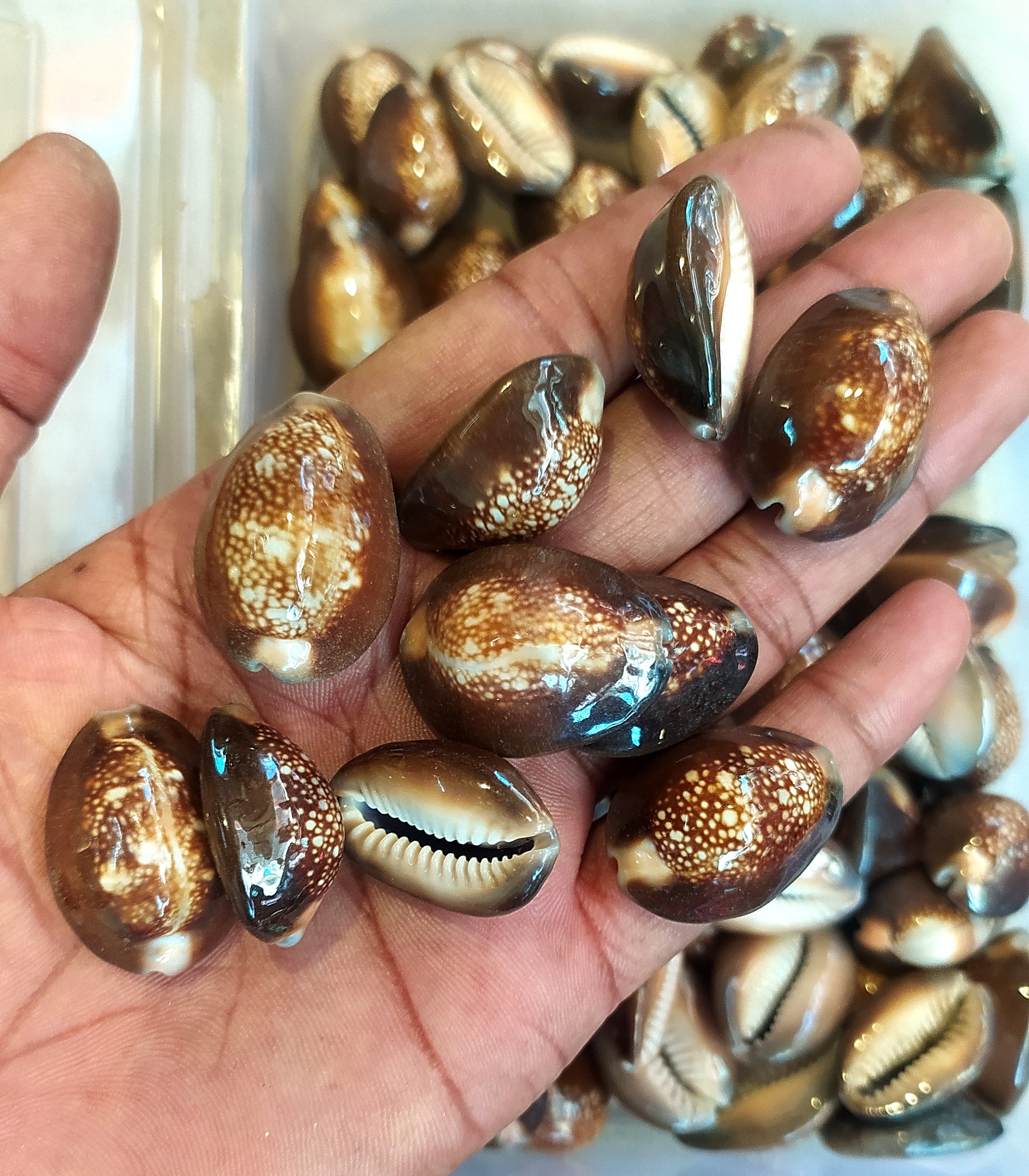 Mangl Muki Girl Sex Video - Natural Sea Shell Black Cowrie Shell Small Shell Bead Bulk - Etsy