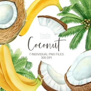 Cocotier aquarelle. Clipart de banane tropicale. Images clipart haute résolution. Un usage commercial.