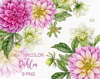 Watercolor dahlia flowers, buds and leaves clip art. Individual PNG elements clipart.