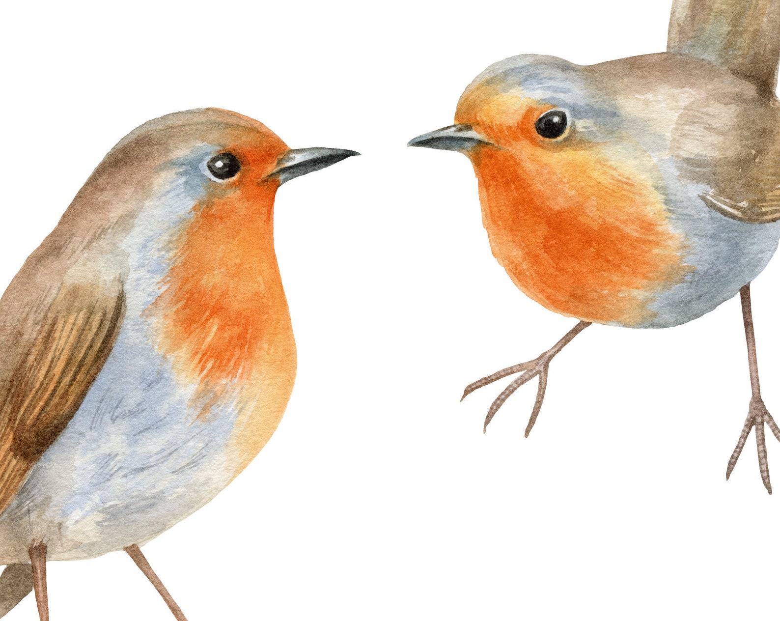 Watercolor Christmas Clipart. Winter Robin Birds, Holly Leaves and ...