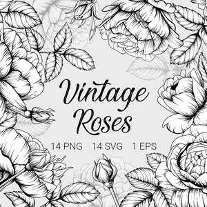 Clipart di rose vintage disegnate a mano. Formati SVG, PNG, EPS. ClipArt di rose dipinte con inchiostro in bianco e nero. Tendenza interni 2020