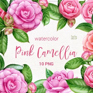 Aquarela individual PNG, clipart de flores de camélia rosa. Buquê romântico de casamento. Flores cor de rosa pintadas à mão. Uso comercial.