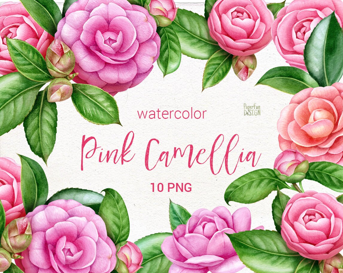 Watercolor individual PNG,  pink camellia flowers clipart. Wedding romantic bouquet.  Hand painted pink flowers.  Commercial use.