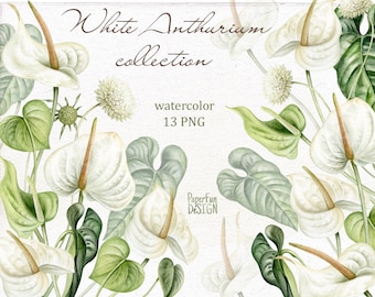 Watercolor Anthurium clipart. Individual PNG files.  Wedding white flowers. High resolution clipart. Instant Download clip art.