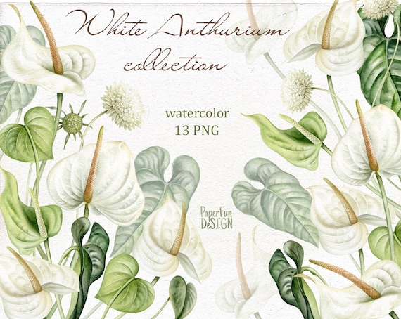 Watercolor Anthurium Clipart. Individual PNG Files. Wedding White Flowers.  High Resolution Clipart. Instant Download Clip Art. - Etsy Israel