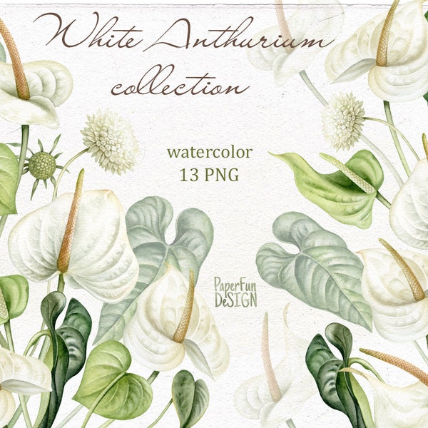 Watercolor Anthurium clipart. Individual PNG files.  Wedding white flowers. High resolution clipart. Instant Download clip art.