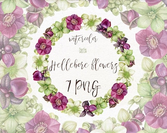 Watercolor Hellebore flowers arrangements, border, wreath, frame, background. Individual PNG purple and green clipart. Wedding clip art.