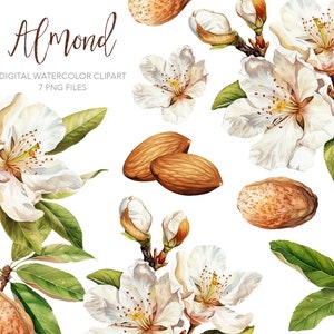 Clipart cyfrowy z akwarelą migdałową. Ilustracja AI. Ilustracja botaniczna, clipart z orzechami migdałowymi. Natychmiastowe pobranie. Wykorzystanie komercyjne