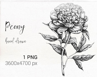 ClipArt disegnate a mano con peonia. Fiore di peonia disegnato con inchiostro ad alta risoluzione.
