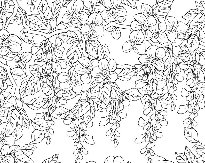 Printable Adult Coloring Page PDF and JPEG. Digital Wisteria Etsy