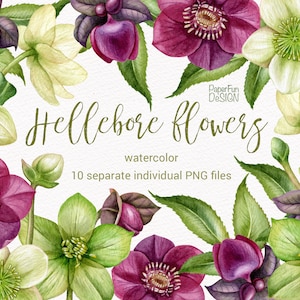 Aquarel Helleborus bloemen clipart. Individuele aparte PNG Kerst winter paars en groen. Hoogwaardige illustraties voor commercieel gebruik.
