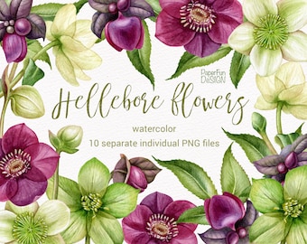 Watercolor Hellebore flowers clipart. Individual separate PNG Christmas winter  purple and green. High-quality commercial use clip art.