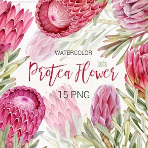 ウェディング水彩画プロテア クリップ アート。ピンクのトロピカル フラワー PNG。商用利用可能。すぐにダウンロードできます。
