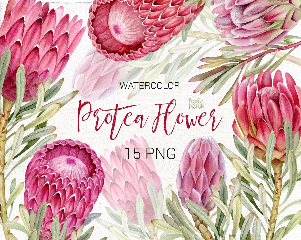 Wedding Watercolor Protea Clip Art. Pink Tropical Flowers Png. | Etsy