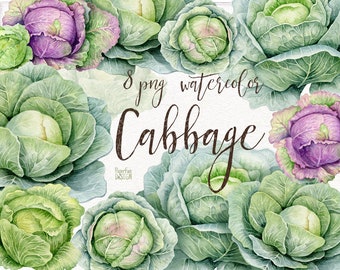 Watercolor individual Vegetables PNG. Green cabbage, purple cabbage clipart. Spring farm clip art.