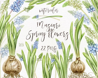 PNG watercolor spring flowers clipart. Digital muscari clip art. Easter blue and white flowers with green leaves. Scrapbooking elements.