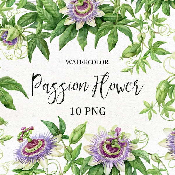 Aquarell Passionsblume Clipart. Digitale PNG handgemalte violette Passionsfrucht Blumen ClipArt. Hochauflösend.