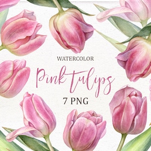 PNG individuale dell'acquerello. ClipArt di tulipani, tulipani dipinti a mano, clipart di tulipani rosa, clipart di scrapbooking, fiori primaverili, fiori.