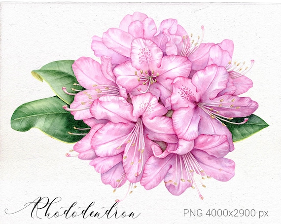 Aquarell Blumen Clipart Rhododendron Digital Download Botanische Kunst Clip  Art fr Drucke, Scrapbook, druckbare hohe Auflsung. - Etsy.de
