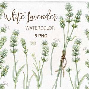 Fleurs de lavande blanche à l'aquarelle, bouquet, clipart numérique frontière. Style campagnard, fleurs de Provence, clipart arrangement romantique. PNG