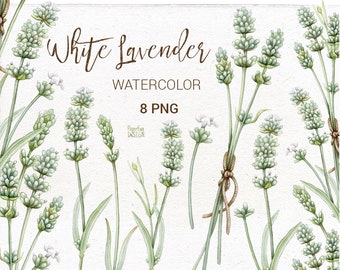 Watercolor white lavender flowers, bouquet, border digital clipart. Country style, Provence flowers, romantic arrangement clip art. PNG