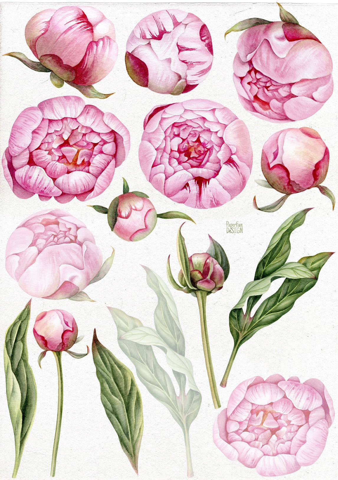 Watercolor Peony Flowers Clipart. Boho Peonies. Hand Painted ...