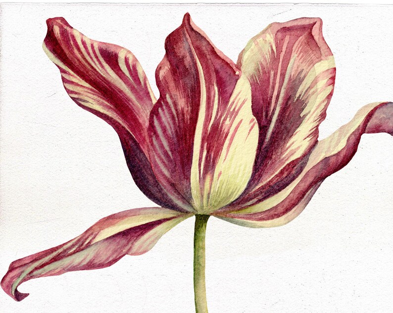 Watercolor Dutch Tulips Clip Art, Hand Painted Blue, Orange, Parrot ...