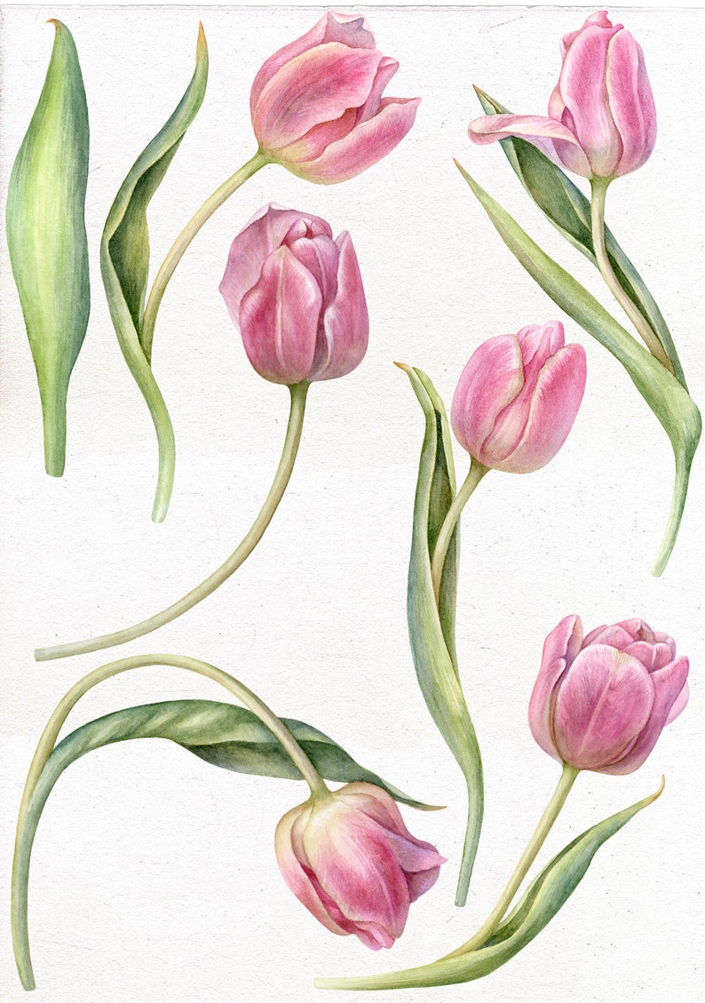 Watercolor Individual PNG. Tulip Clip Art Hand Painted Etsy