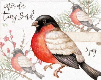 PNG individuale di uccellino minuscolo dell'acquerello. Uccello dal petto rosso con ramoscello di abete rosso e bacche rosse. ClipArt di Natale invernale ad alta risoluzione.