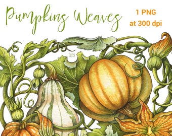 Watercolor pumpkins clipart. Digital Thanksgiving PNG printable high-resolution card design. Fall harvest, cute orang pumpkins.