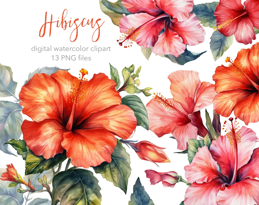 Hibiscus Flower Digital Watercolor Clipart. AI Illustration. Tropical ...