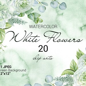 Weiße Aquarellblumen. Individuelles PNG. Hochzeit Aquarell Clipart. Grün wäscht Hintergrund. Eukalyptuszweig, grüne Blätter.