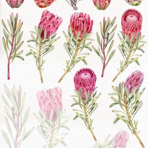 Wedding Watercolor Protea Clip Art. Pink Tropical Flowers PNG ...
