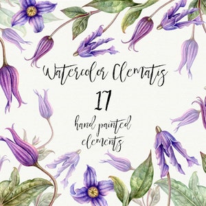 Individuelle PNG Clematis. Aquarell Blumen, Violett, Lila Blume, handbemalte Clematis, Scrapbooking Clipart.