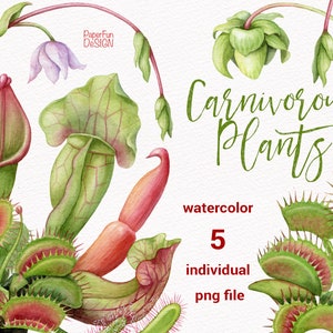 Imágenes prediseñadas de plantas carnívoras de acuarela. Imágenes prediseñadas de Venus Fly Traps, droseras, plantas de jarra, lirio cobra, ilustraciones de alta calidad de copa mono.