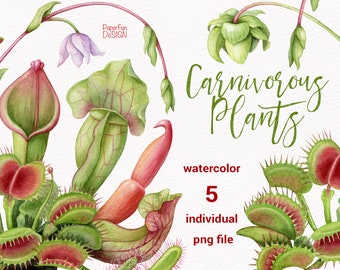 Watercolor Carnivorous plants clip art. Venus Fly Traps clipart, Sundews, Pitcher Plants, Cobra Lily, Monkey cup high-quality illustrations.