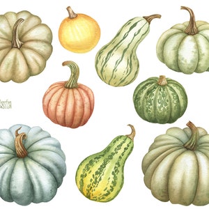 Watercolor PNG Pumpkins Individual Clipart. Hand Painted Individual ...