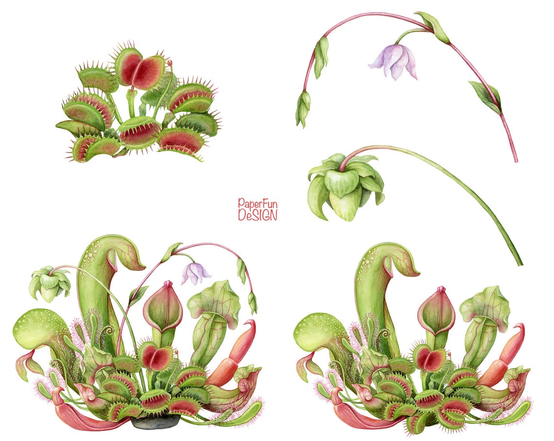Watercolor Carnivorous Plants Clip Art. Venus Fly Traps Clipart ...