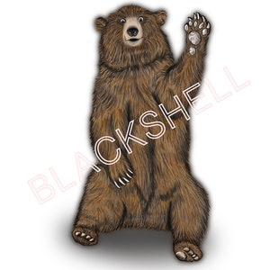 Bear Drawing