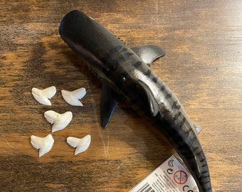 Tiger Shark Teeth Etsy