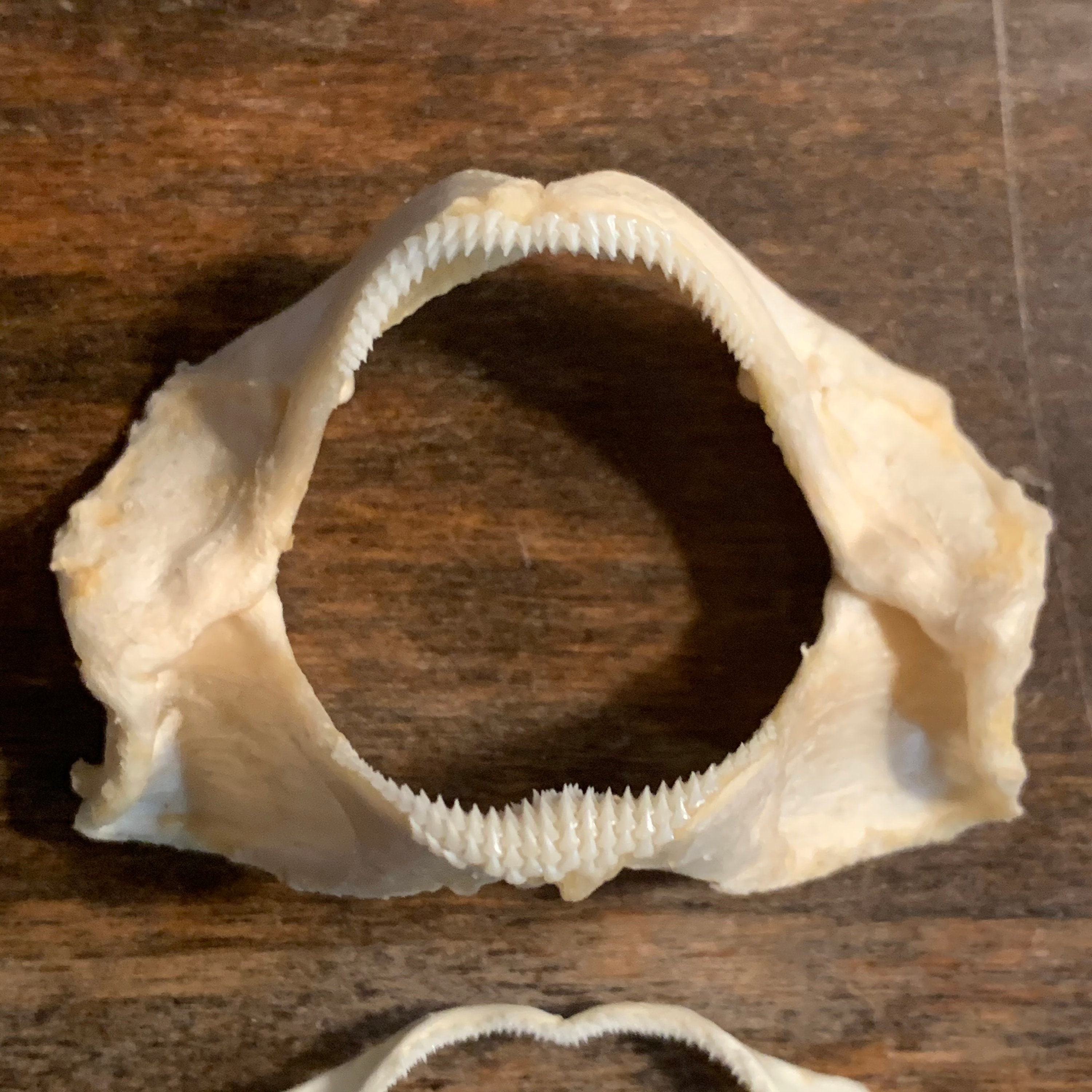 Bamboo Shark Jaw Coral Catshark Jaw and Oceanic Whitetip Etsy