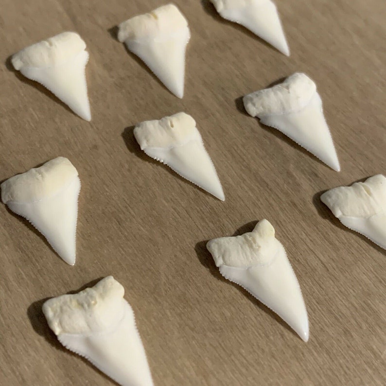 Modern Bignose Shark Teeth 34 for Pendants Necklaces and Crafts Rare teeth