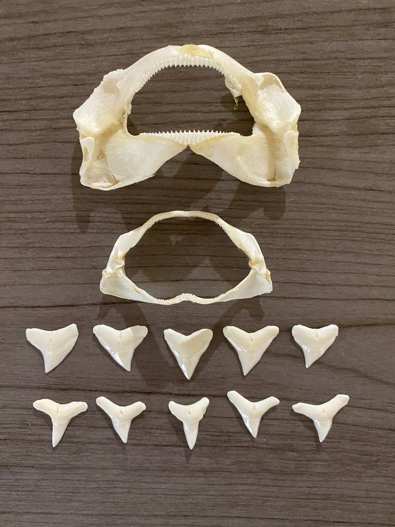 Bamboo Shark Jaw Coral Catshark Jaw and 10 Bull Shark Teeth Etsy