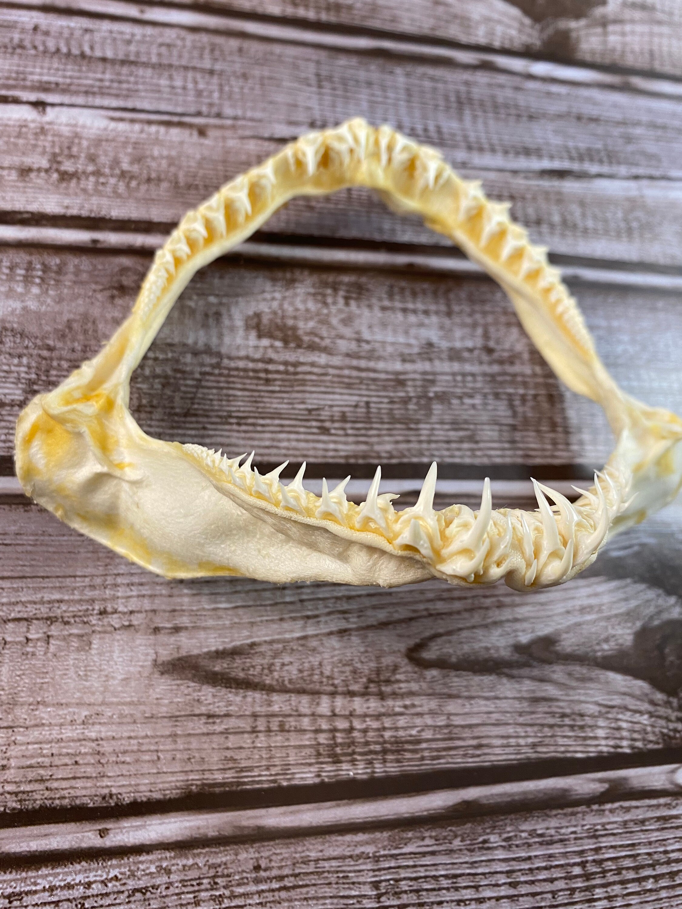 6 Sand Tiger Shark Jaw Carcharias taurus Very RARE | Etsy