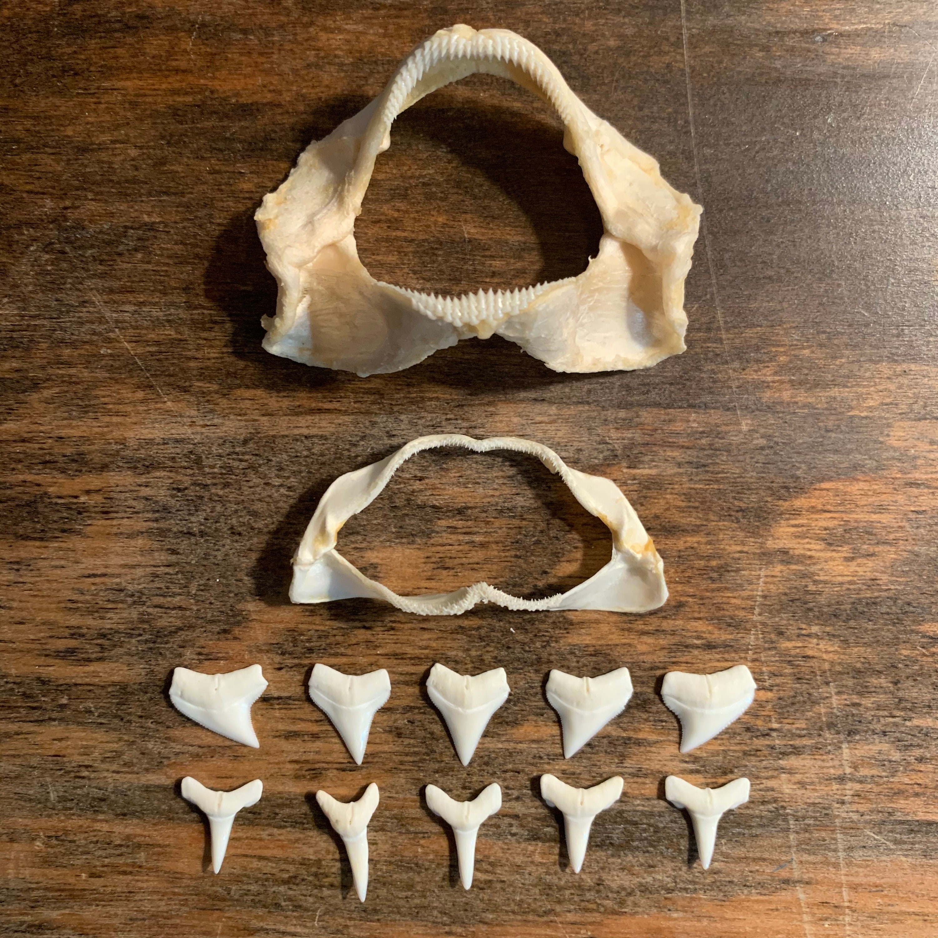 Bamboo Shark Jaw Coral Catshark Jaw and Oceanic Whitetip Etsy